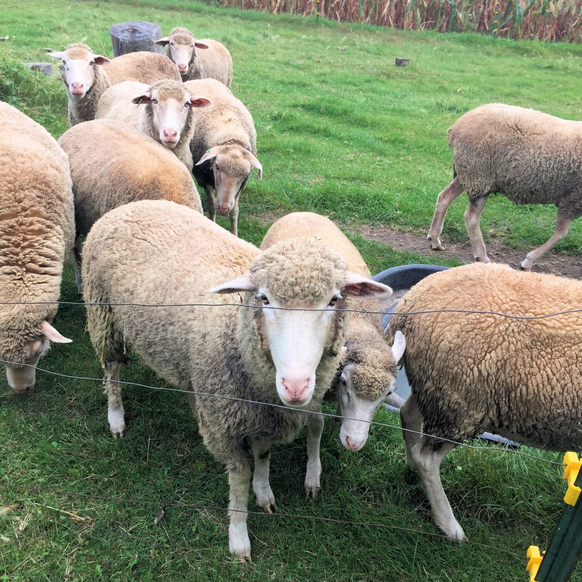 Sheep Shots, Toenails, and Worms