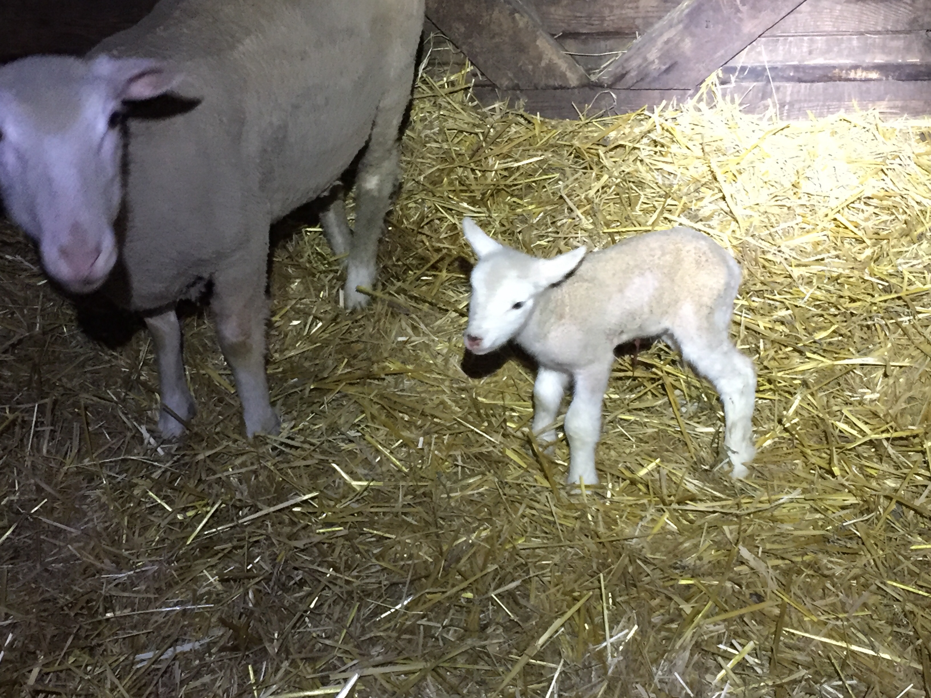 Lambs Arriving