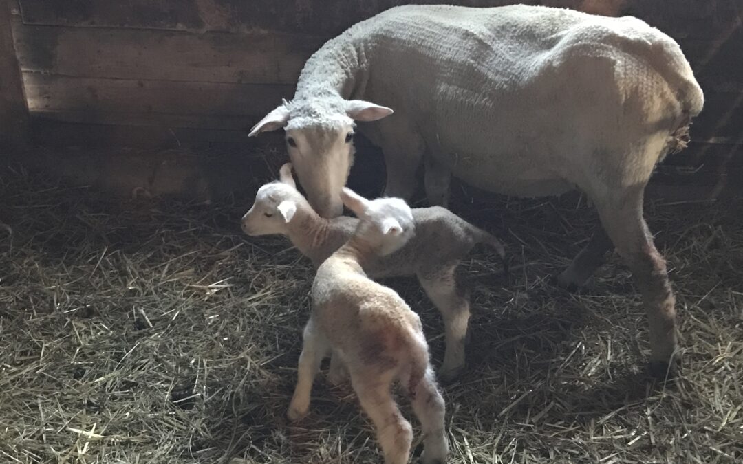 Just born lambs